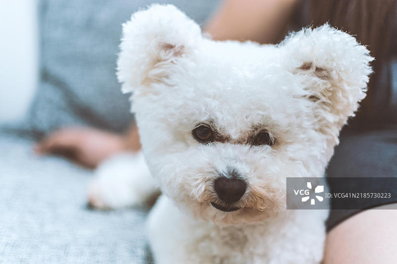 一只毛茸茸的白色狗狗，耳朵很大，正坐在沙发上看着镜头。图片素材