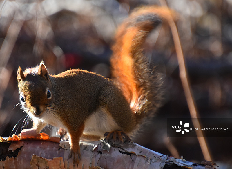灰色美洲红松鼠在栏杆上的特写镜头图片素材