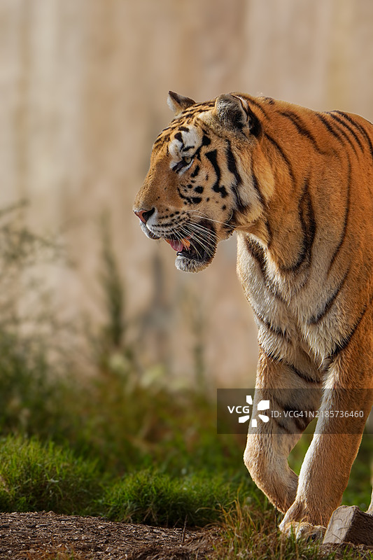 苏门答腊虎在草地上的特写镜头图片素材