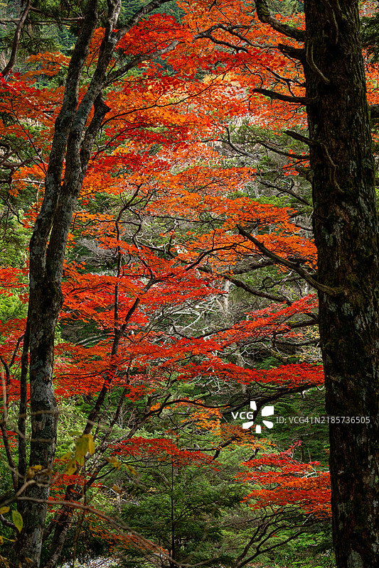 秋天森林中的红叶图片素材