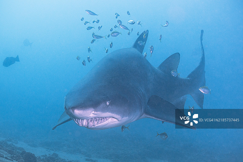 海中游动的鲨鱼特写镜头图片素材