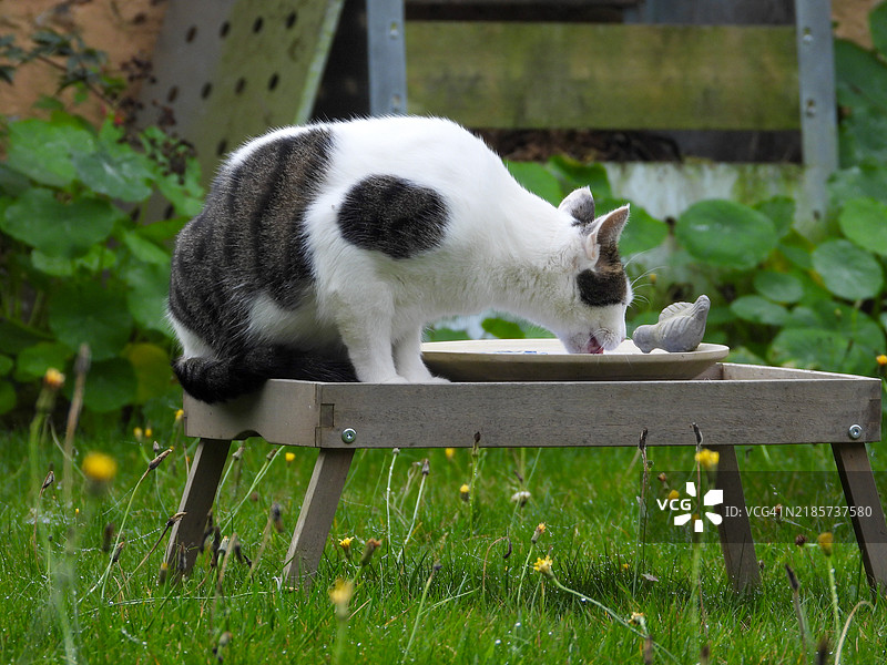 陶土中的猫和鸟图片素材