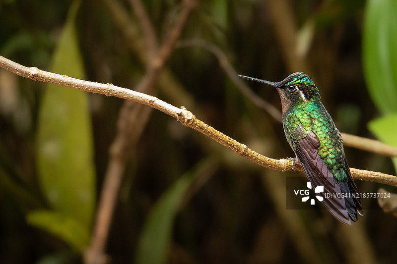 蜂鸟栖息在树枝上的特写镜头图片素材