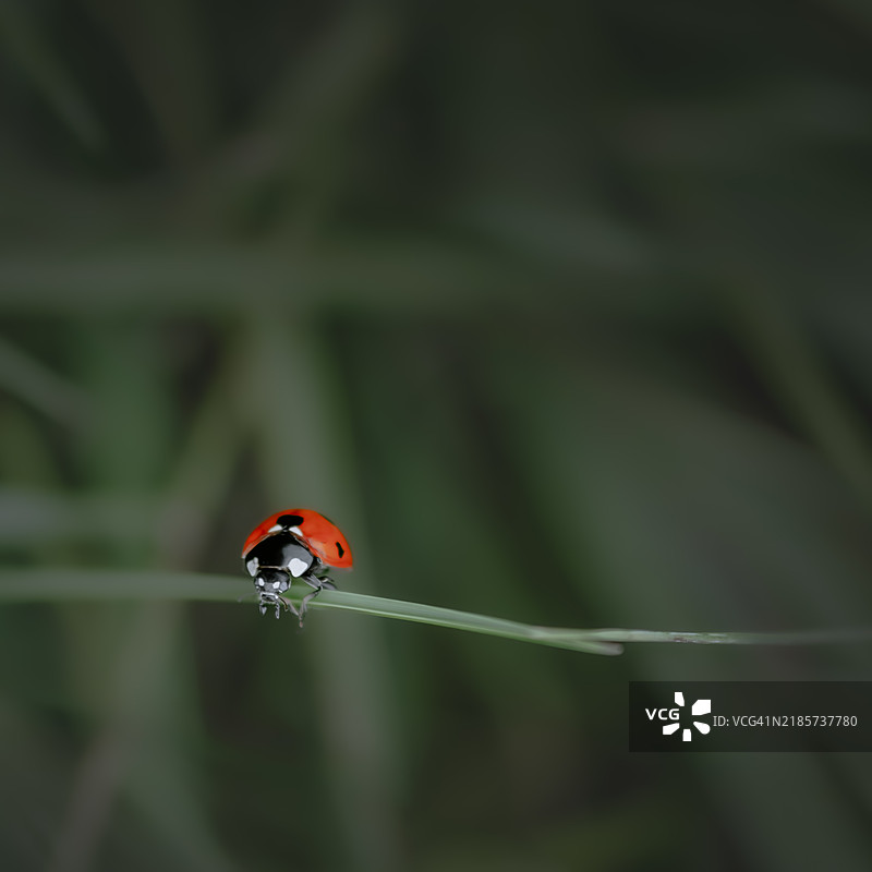 瓢虫特写镜头图片素材