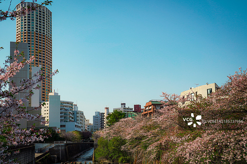 樱花河畔与城市风景图片素材