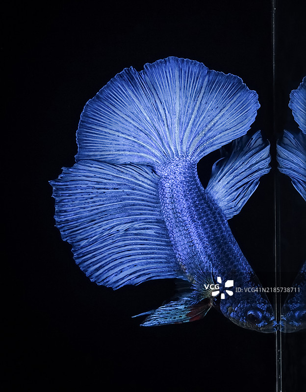 黑色背景下的暹罗斗鱼特写图片素材