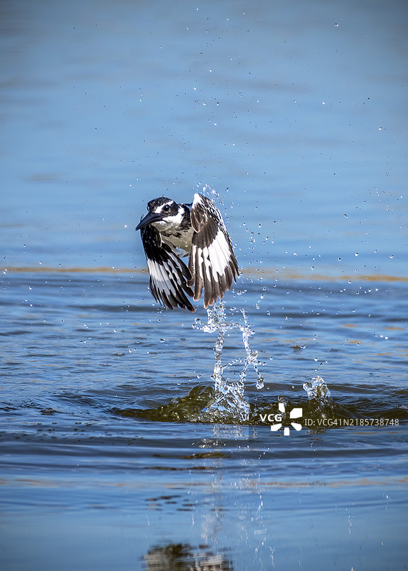 湖面上飞翔的鸻鸟特写图片素材