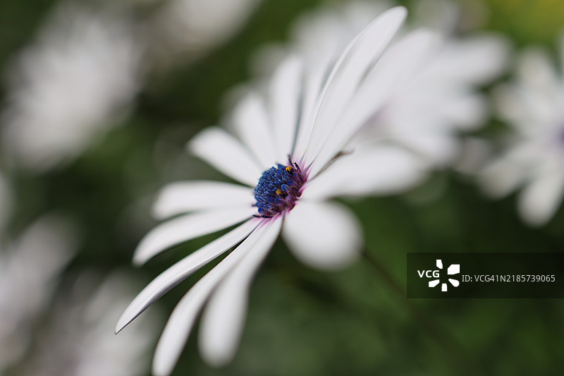 紫色花朵的特写镜头图片素材