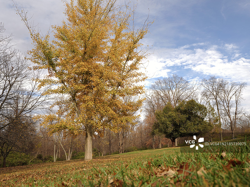 秋天的田野上的树木，辛辛那提，俄亥俄州，美国图片素材