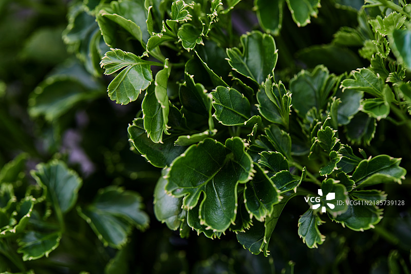 植物的全景特写图片素材