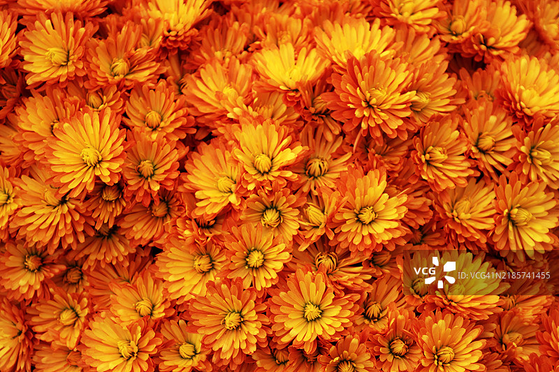 黄色开花植物的全景拍摄图片素材