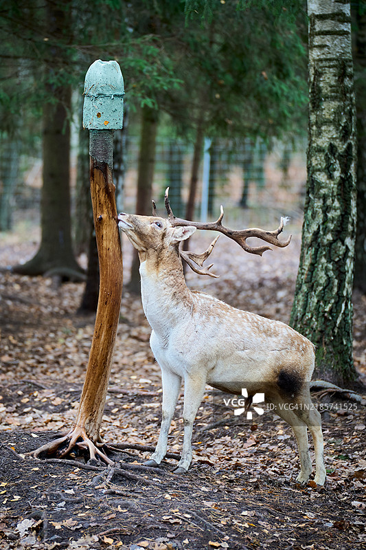 森林中白色物体的侧面视图图片素材