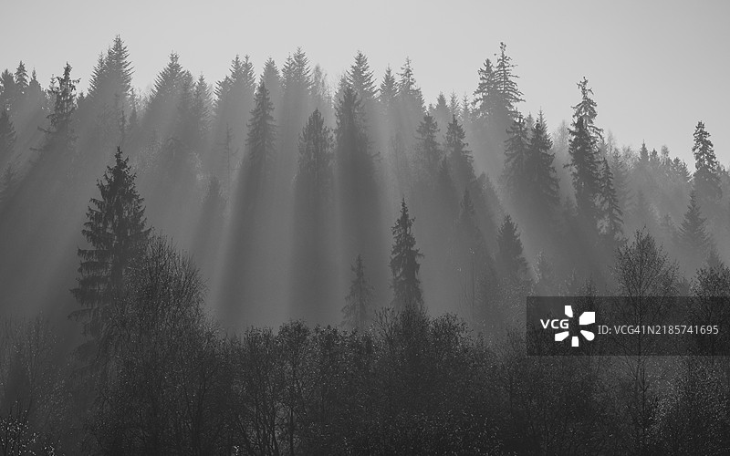 森林中的树木与天空相映成趣图片素材