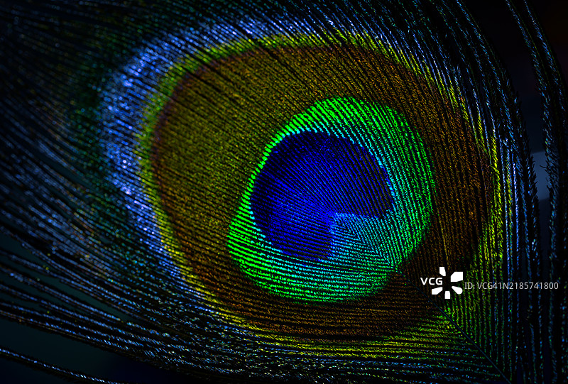 孔雀羽毛图片素材