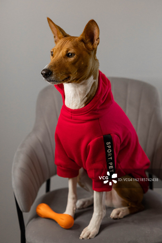 在家中坐着的巴森吉犬特写图片素材