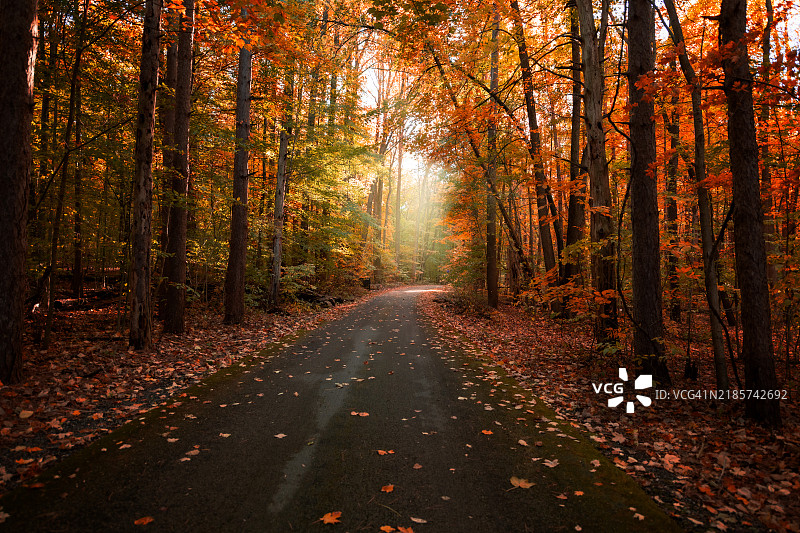 秋天的森林中的树木，印第安纳州新卡莱尔，美国图片素材