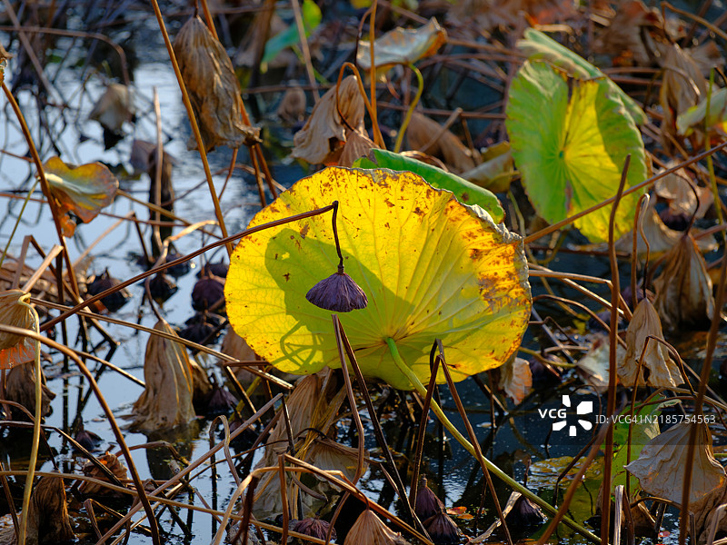 植物上黄色叶子的特写图片素材