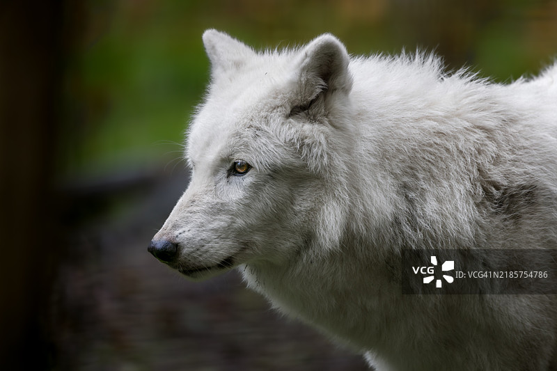 熊的特写镜头图片素材