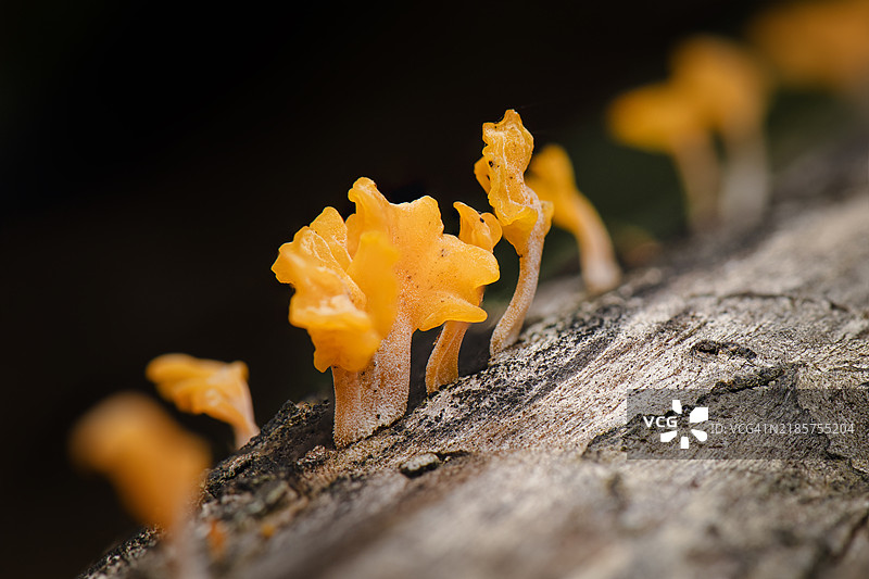 澳大利亚的黄色玫瑰花特写图片素材