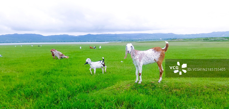 高角度视图的山羊在草地上吃草图片素材