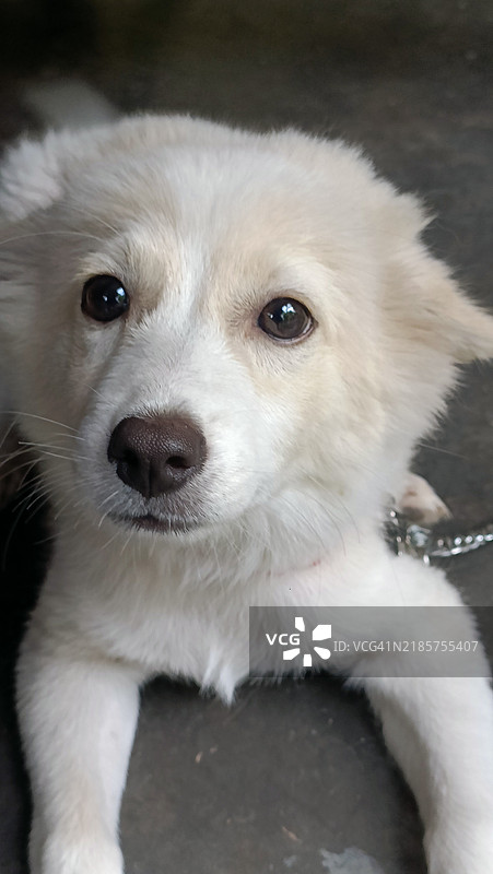 小型犬的特写肖像图片素材