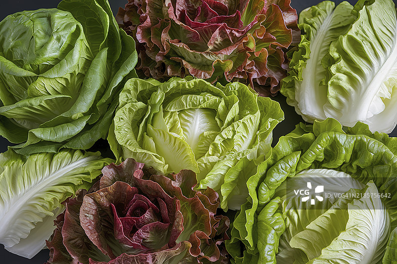 各种类型的生菜叶混合在一起图片素材