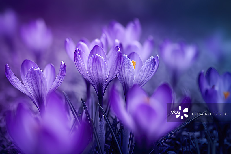 模糊视角的番红花照片图片素材