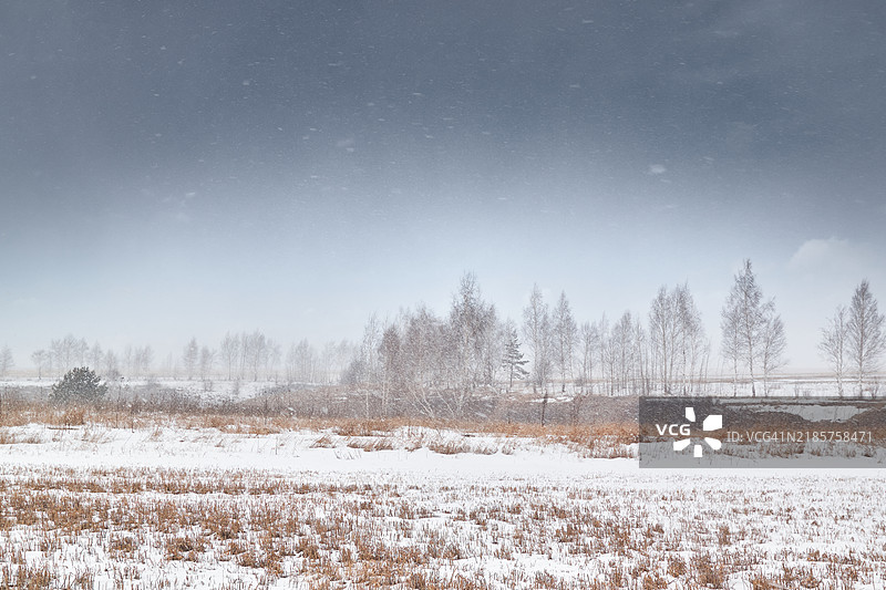 冬季天空下的田野树木图片素材