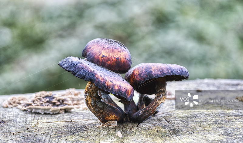 岩石上生长的蘑菇特写图片素材