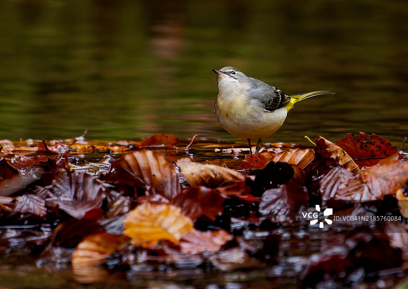 水边栖息的歌鸲特写，瑞士索洛图恩的勒本图片素材