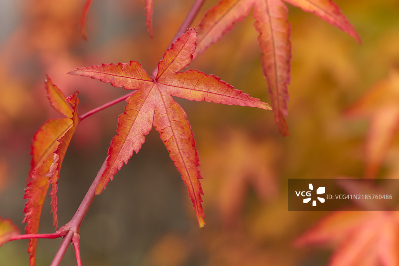 秋天的树叶特写，科瓦利斯，俄勒冈州，美国图片素材