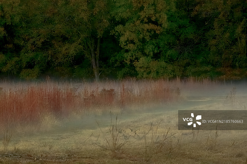 森林中湖边的树木，塔尔萨，俄克拉荷马州，美国图片素材