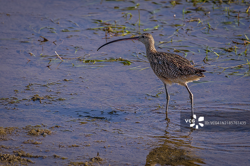 加州亨廷顿海滩湖泊中的沙鸥特写图片素材