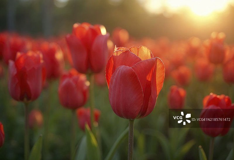 A field of vibrant red tulips with green foliage图片素材