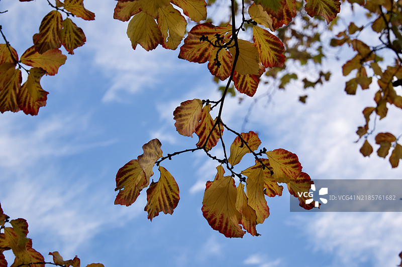 低角度视图的枫叶与天空，伦敦，英国，英国图片素材