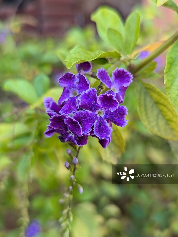 紫色开花植物的特写，贝宁阿特兰蒂克州乌伊达图片素材