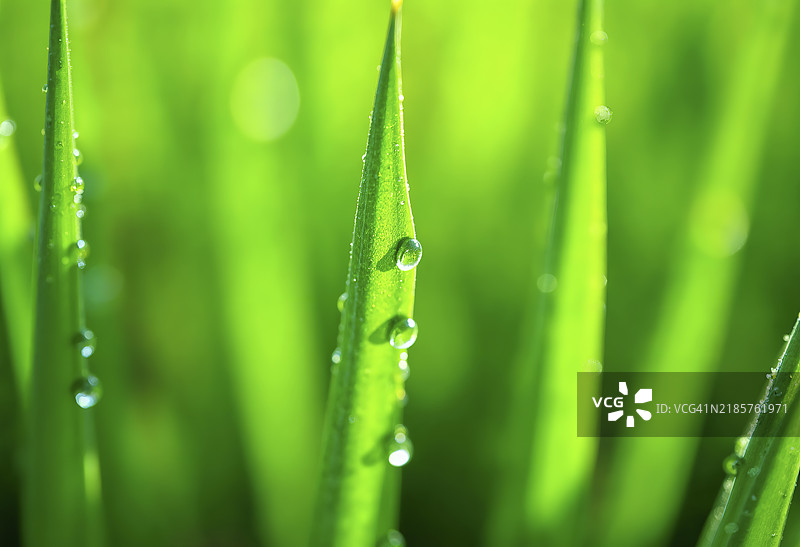 绿草叶上的水滴特写图片素材