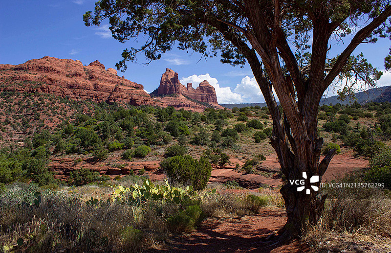 亚利桑那州塞多纳的天空下的树木景观图片素材