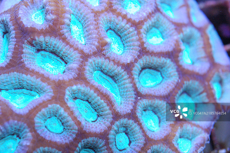 红边绿松石闭合脑珊瑚 - Favites spp，美国，USA图片素材