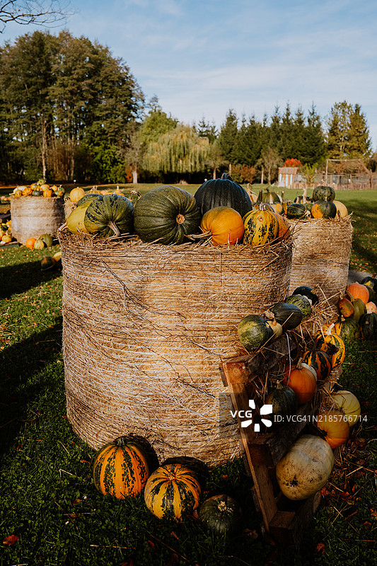 田野上南瓜的特写图片素材
