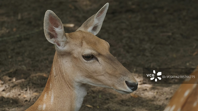 白色的特写镜头图片素材