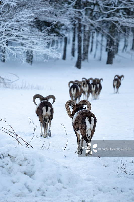一群马在雪中图片素材