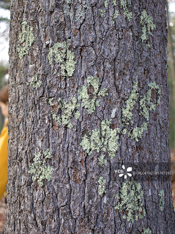 树干的全景拍摄，马萨诸塞州阿什兰，美国图片素材