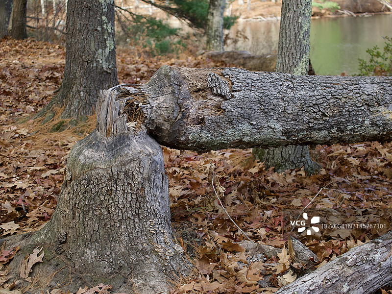 美国海狸树木损害 Castor canadensis，马萨诸塞州，阿什兰，美国图片素材