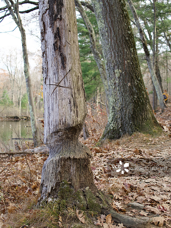 美国海狸树木损害 Castor canadensis，马萨诸塞州，阿什兰，美国图片素材