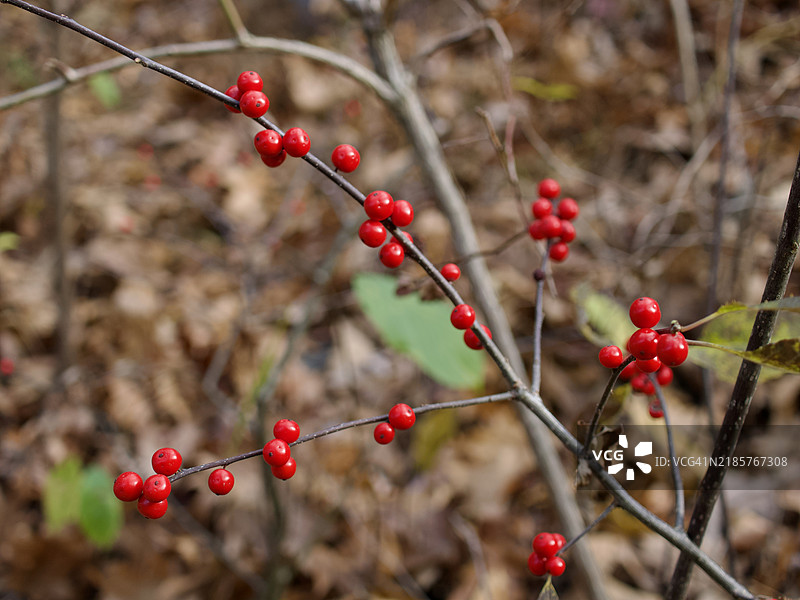 树上红色浆果的特写，马萨诸塞州阿什兰，美国图片素材