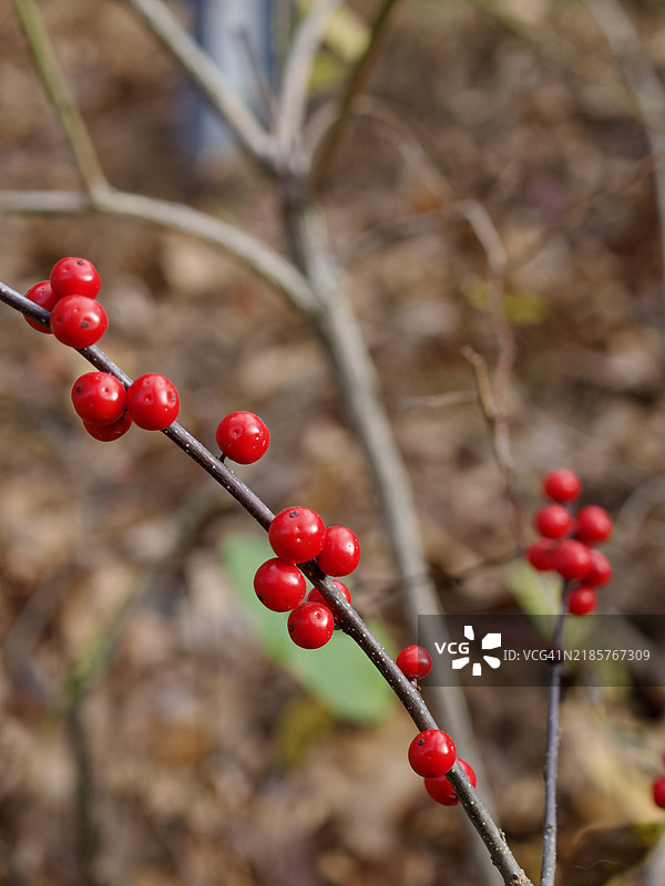 树上红色浆果的特写，马萨诸塞州阿什兰，美国图片素材