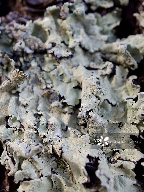 蘑菇特写，马萨诸塞州阿什兰，美国图片素材