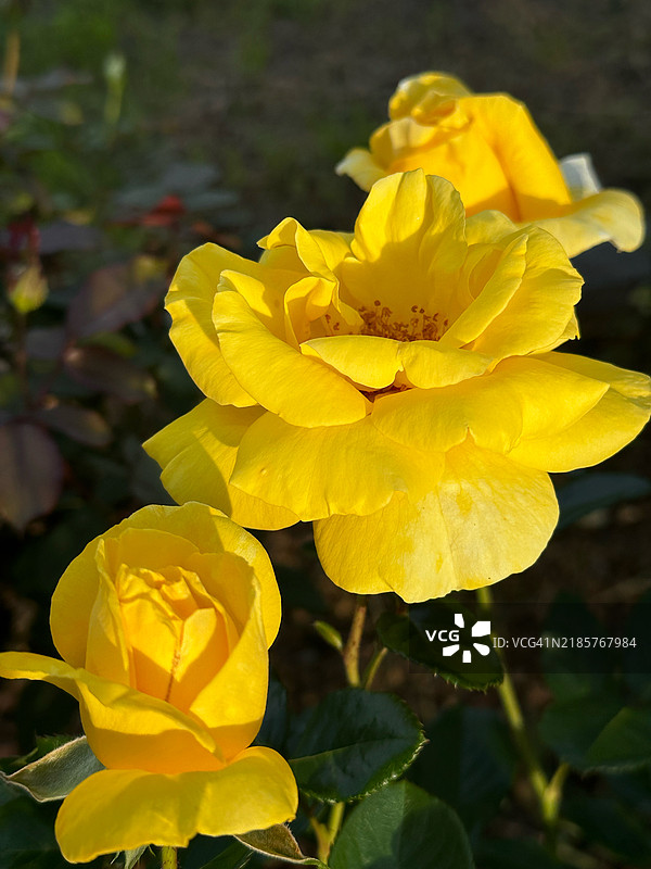 黄色玫瑰的特写，拉齐奥，意大利图片素材