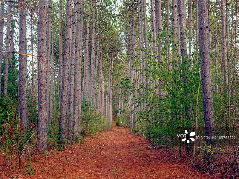 森林中的树木图片素材